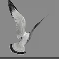 Black and White Seagull Flying with Outstretched Wings Against Gray Sky
