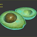 Fresh Halved Avocado With Seed And Seedless Half Showing Green Flesh On Gray Background