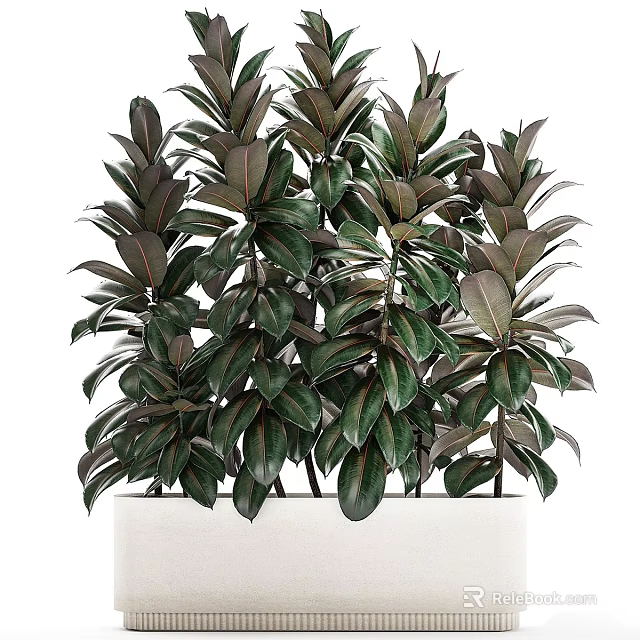 Indoor Bonsai Potted Plant with Lush Green Glossy Leaves and White Planter 3d model 