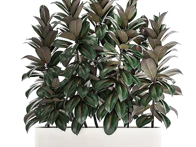 Indoor Bonsai Potted Plant with Lush Green Glossy Leaves and White Planter 3d model