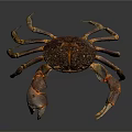 Detailed Realistic Crab With Large Claws And Brown Orange Shell On Dark Background