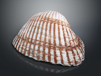 Clam Shell With Brown And White Stripes And Radial Patterns On Dark Background 3d model