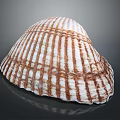 Clam Shell With Brown And White Stripes And Radial Patterns On Dark Background 3d model