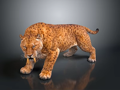 Leopard With Spotted Fur In Walking Stance Isolated On Gray Background 3d model