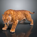 Leopard With Spotted Fur In Walking Stance Isolated On Gray Background