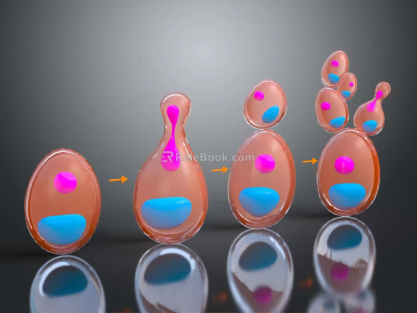 modern cell division asexual reproduction 3d model