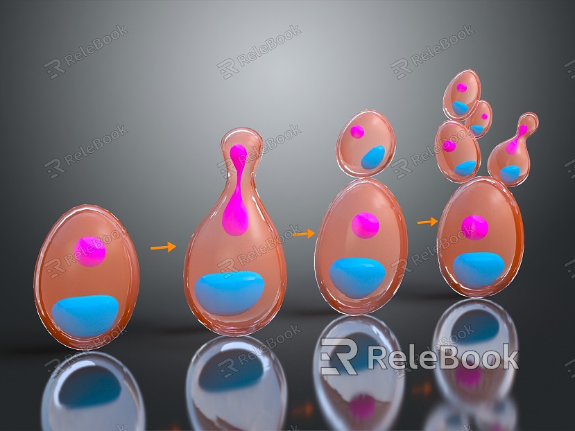 modern cell cell division asexual reproduction model