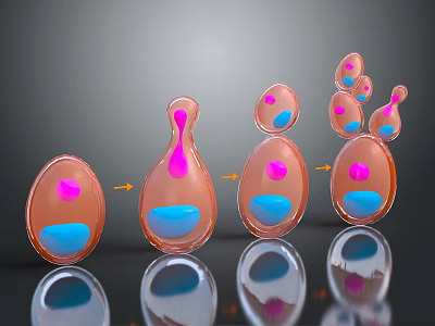 Medical Device For Observing Cellular Stages With Transparent Oval Structures And Process Arrows 3d model