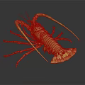 Vibrant Red Lobster With Long Antennae Large Claws On Dark Background