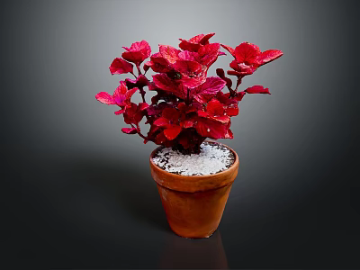Vibrant Red Leaf Plant in Terracotta Pot with White Pebbles Decoration 3d model