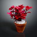 Vibrant Red Leaf Plant in Terracotta Pot with White Pebbles Decoration