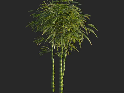 Tall Bamboo Plants Growing with Lush Green Leaves and Thick Stems 3d model