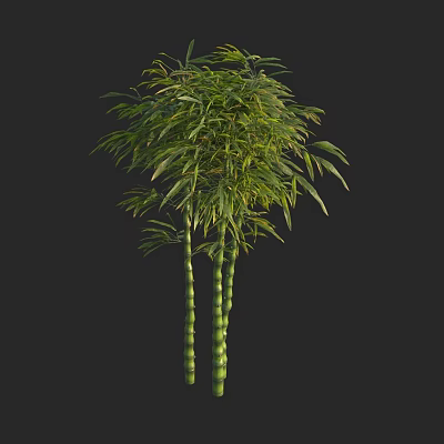 Tall Bamboo Plants Growing with Lush Green Leaves and Thick Stems 3d model