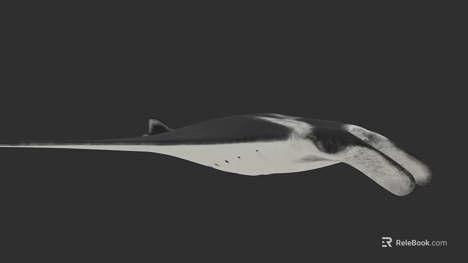 Graceful Manta Ray With Distinctive Body Shape And Long Pectoral Fins 3d model 