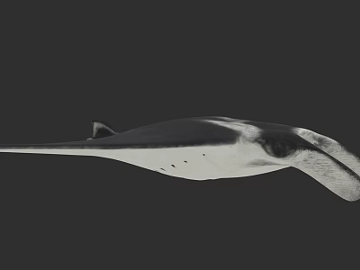 Graceful Manta Ray With Distinctive Body Shape And Long Pectoral Fins 3d model