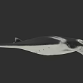 Graceful Manta Ray With Distinctive Body Shape And Long Pectoral Fins