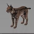 Realistic Wild Lynx with Spotted Fur Standing on Dark Background Showing Reflection 3d model