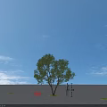 Tall Chinese Scholar Tree Arbor Height Comparison with 1.8m Person Under Blue Sky Open Ground