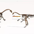 Two Dinosaur Skeletons Standing Face To Face In Museum Exhibit Setup