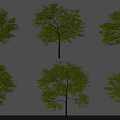 Multiple Green Arbor Trees With Leafy Branches Trunks And Shadows On White Background 3d model