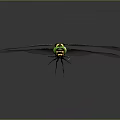 Green Eyed Dragonfly With Black And Yellow Striped Body And Transparent Wings