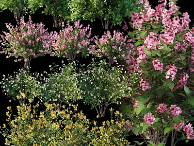 Vibrant Assorted Flowering Plants With Pink White Yellow Blooms And Lush Green Foliage 3d model