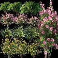 Vibrant Assorted Flowering Plants With Pink White Yellow Blooms And Lush Green Foliage