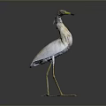 White Feathered Bird With Long Yellow Beak And Long Yellow Legs Standing On Dark Background