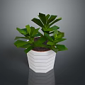Lush Green Leafy Plant In White Hexagonal Textured Pot With Vibrant Foliage