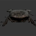 Stag Beetle With Large Prominent Horn And Dark Body Displayed On Gray Background