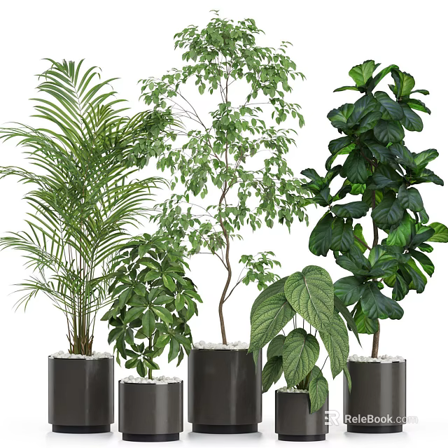 Bonsai Potted Plants With Various Types Different Leaf Shapes And Heights In Black Pots 3d model 