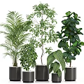 Bonsai Potted Plants With Various Types Different Leaf Shapes And Heights In Black Pots