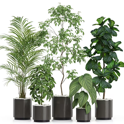 Bonsai Potted Plants With Various Types Different Leaf Shapes And Heights In Black Pots 3d model