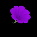 Vibrant Purple Flower With Delicate Petals And Lush Green Leaves