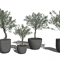 Olive Tree Bonsai Plants In Concrete Pots With Various Sizes On White Background