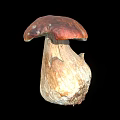Fresh Wild Mushroom Plant With Brown Cap White Stem And Root Base