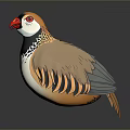 3D Rendered Quail With Red Beak Contrasting Dark Light Head And Striped Brown White Feathers