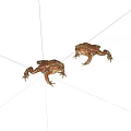 Two Brown Spotted Toads in Natural Posture on White Background