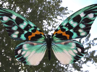 Colorful Butterfly With Vibrant Wings Against Trees 3d model