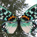 Mountain longan firefly moth butterfly biological insect 3d model