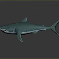Turquoise Shark 3D Model With Open Mouth And Exposed Teeth On Gray Background With Reflection