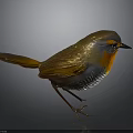 Small Brown Bird with Orange Chest Black Eyes and Pointed Beak Standing on Gray Surface