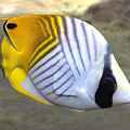 Bright Yellow And White Striped Tropical Butterflyfish With Black Markings Marine Aquatic Life