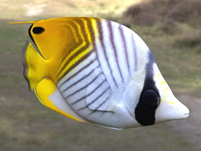 Bright Yellow And White Striped Tropical Butterflyfish With Black Markings Marine Aquatic Life 3d model