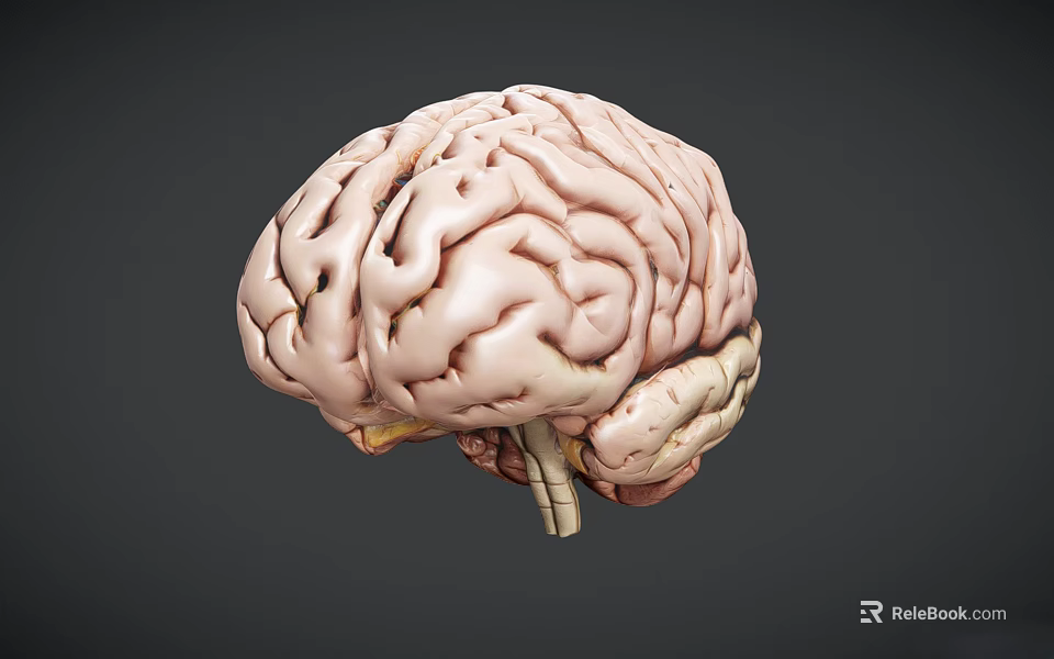 Detailed Human Brain 3D Model Showing Anatomical Structure With Gyri And Sulci 3d model 