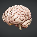 Detailed Human Brain 3D Model Showing Anatomical Structure With Gyri And Sulci