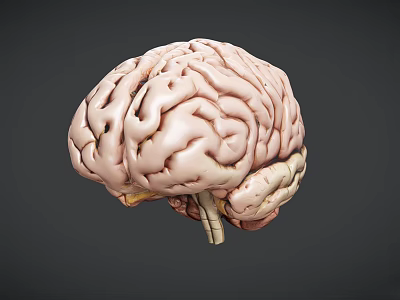 Detailed Human Brain 3D Model Showing Anatomical Structure With Gyri And Sulci 3d model
