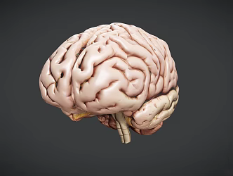 The modern brain. 3d model