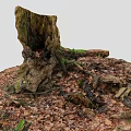 Tree Stump Covered with Green Moss Surrounded by Fallen Leaves and Dead Branches