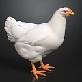 White Chicken With Red Comb And Yellow Claws Standing On Black Surface